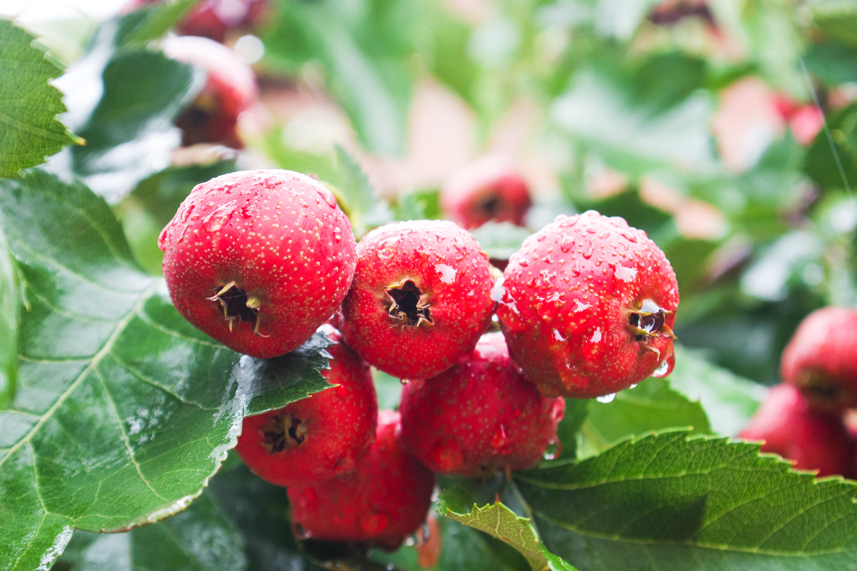 Hawthorn