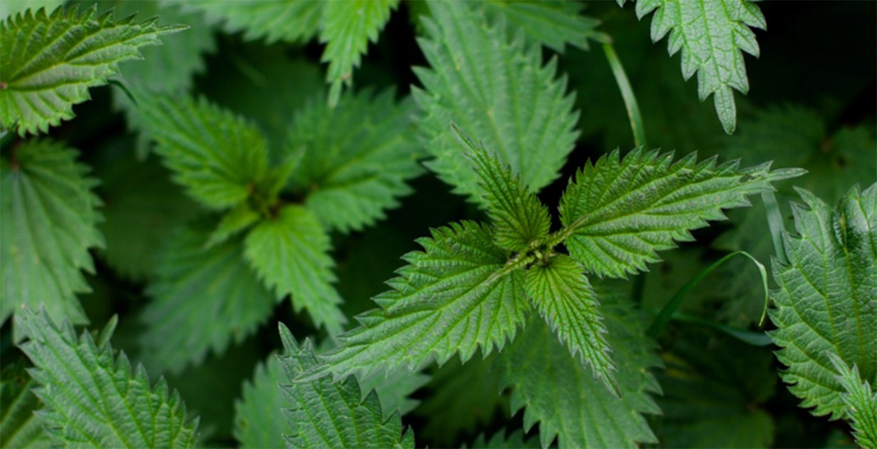 Stinging nettle